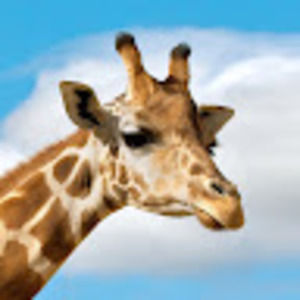 Meet your Posher, Avery